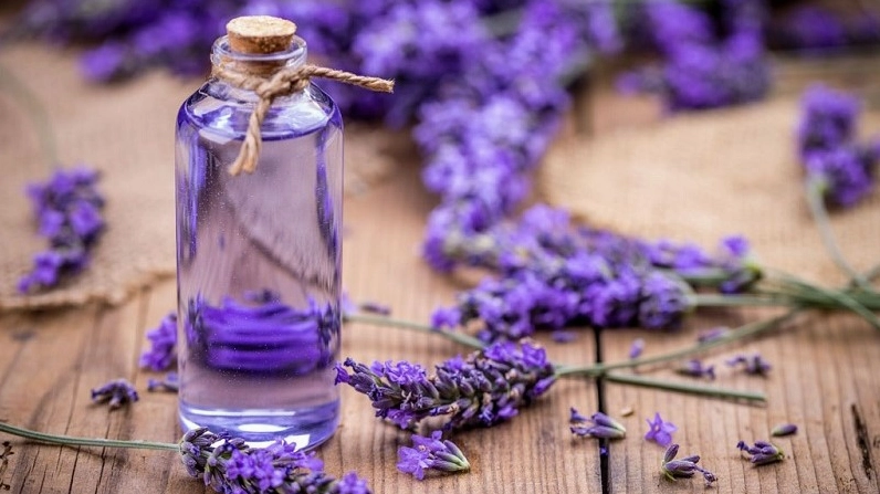 Tinh dầu chiết xuất từ Hoa Oải Hương với cảm giác thư giãn và ứng dụng đa dạng trong đời sống