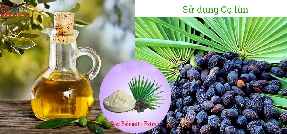 Tinh dầu và chiết xuất từ Cây Cọ Lùn được trình bày trong bối cảnh y học với sắc màu tự nhiên
