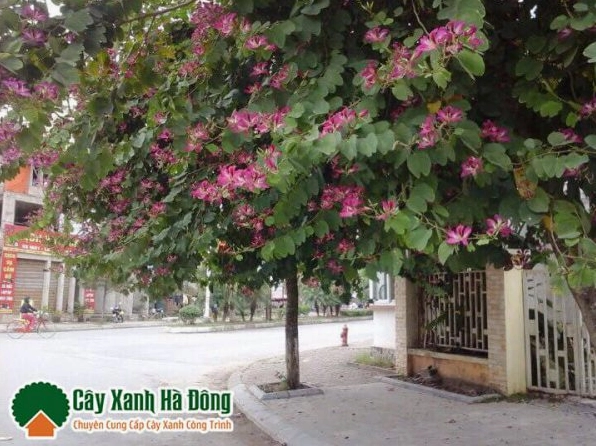 Toàn cảnh Cây Ban Đỏ với dáng thân gỗ và tán lá cân đối trong khuôn viên rộng