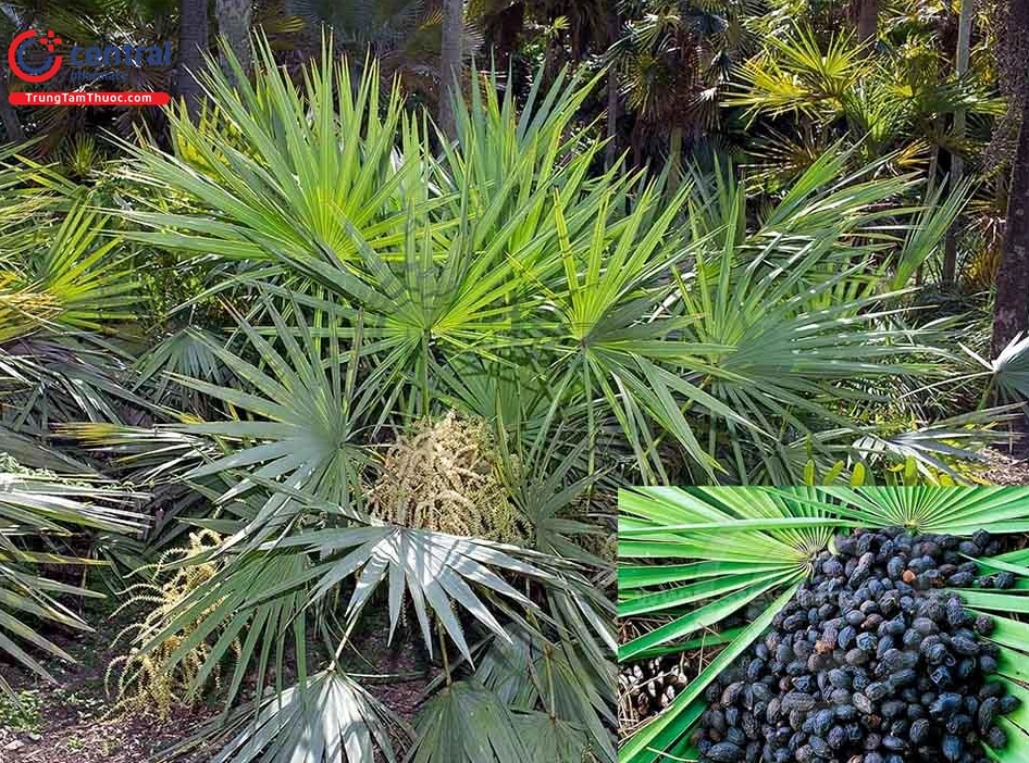 Toàn cảnh Cây Cọ Lùn Serenoa repens với tán lá xòe rộng màu xanh đậm trong không gian tự nhiên