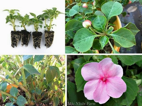 Toàn cảnh cây Hoa Ngọc Thảo với thân lá cân đối và cụm hoa nở đều trong chậu
