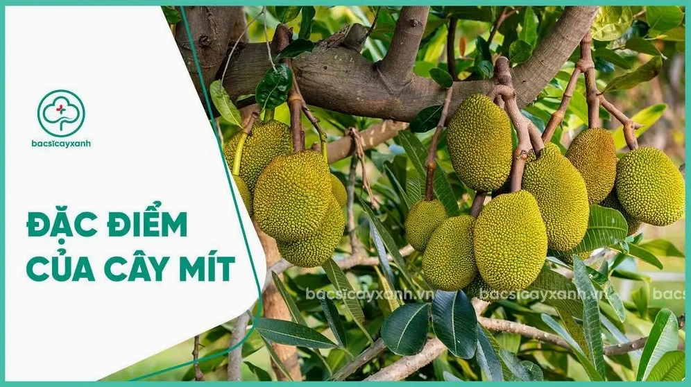 Toàn cảnh Cây Mít với màu lá xanh đậm và dáng cây ăn quả quen thuộc trong vườn
