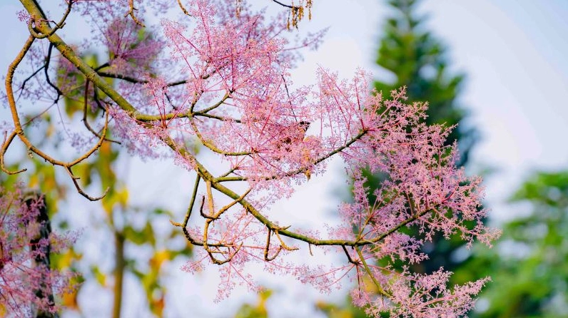 Toàn cảnh Hoa ngô đồng với chùm hoa hồng nhạt thanh thoát giữa không gian Huế cổ kính