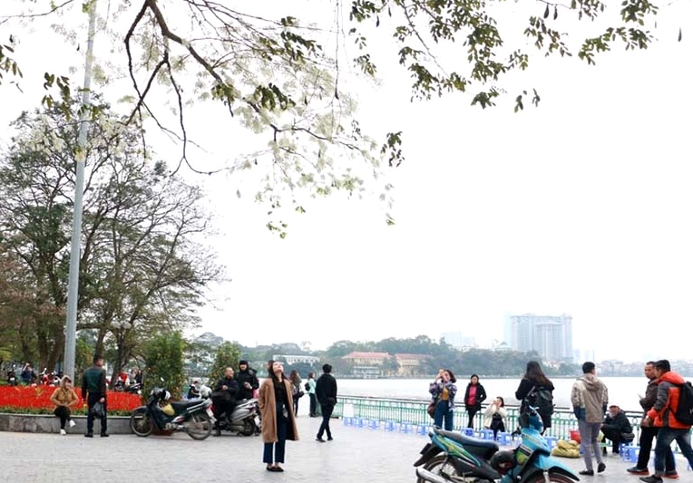 Toàn cảnh Hoa Sưa nở trắng cho cảm giác bồng bềnh, sáng trong và giàu chất thơ