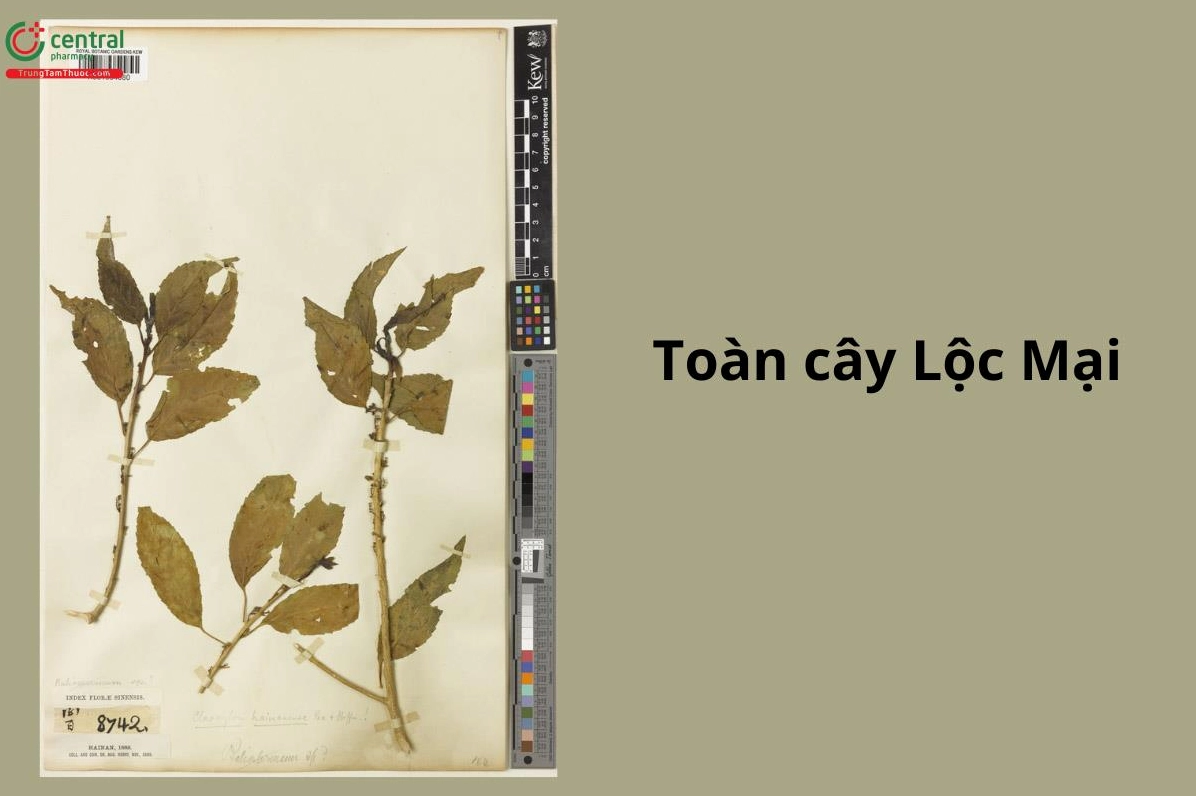 Toàn cây Lộc Mại với dáng xanh tự nhiên và cành lá mọc thành bụi mộc mạc