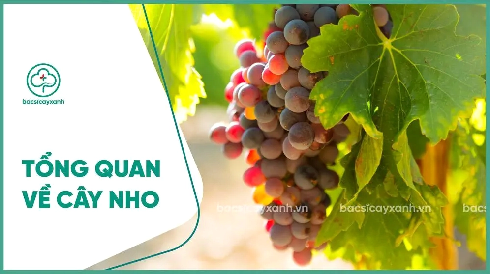 Tổng quan Cây Nho với tán lá xanh và cấu trúc leo giàn đặc trưng của cây ăn quả lâu năm