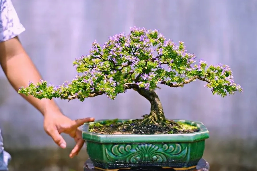 Tổng quan hình ảnh Cây Linh Sam với vẻ đẹp cảnh quan và giá trị trang trí nổi bật
