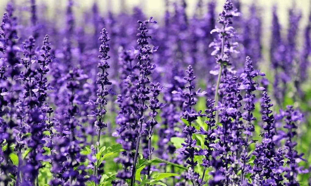 Tổng quan về Hoa Violet với sắc hoa mềm mại gợi cảm giác dịu dàng và cổ điển