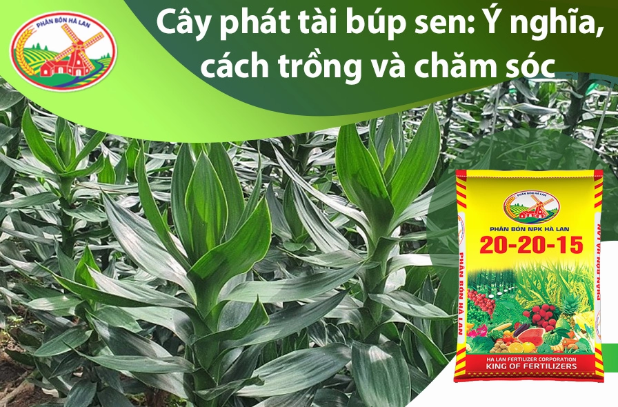 Tổng thể chậu Cây Phát Tài Búp Sen nổi bật với sắc lá dày, thân gọn và vẻ đẹp trang nhã