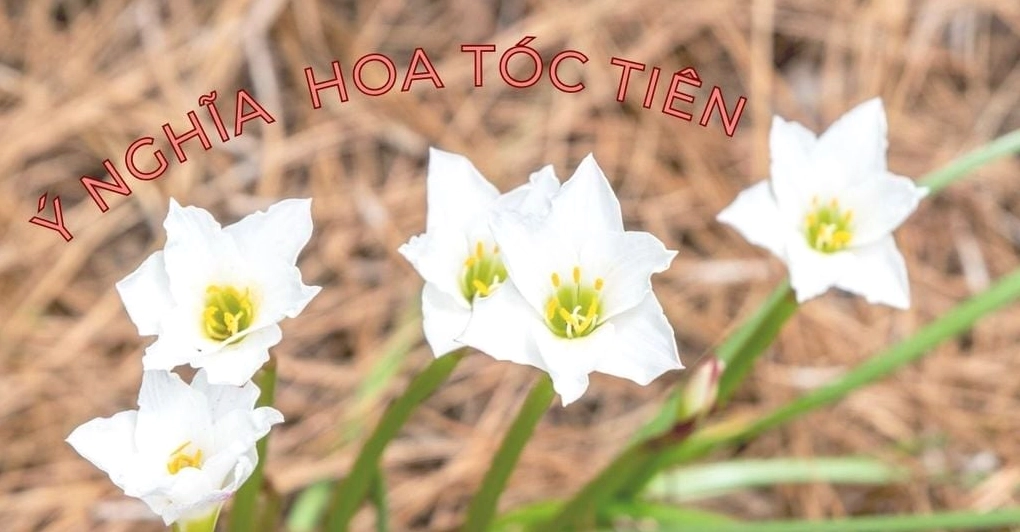Tổng thể Hoa tóc tiên với sắc hoa dịu dàng và dáng lá mảnh thanh thoát trong khung hình giới thiệu