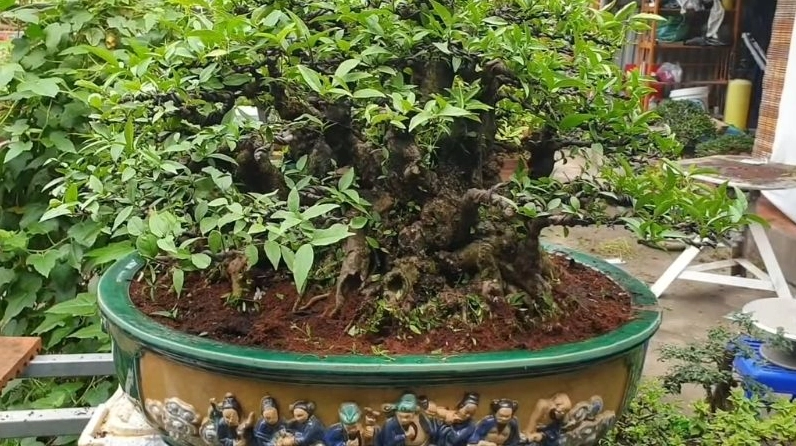 Trà Phúc Kiến trồng trong chậu lớn với dáng cây xanh khỏe phù hợp trang trí hiên nhà