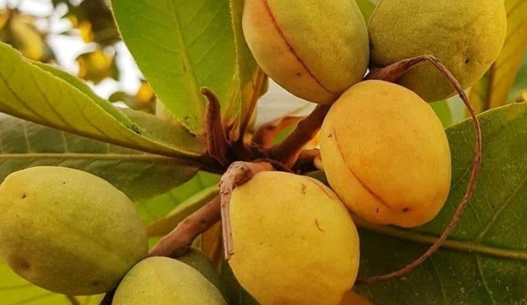 Trái bàng trong khung hình thiên nhiên gợi liên tưởng đến cây xanh và lợi ích đời sống