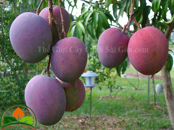 Trái xoài căng tròn với màu sắc tươi sáng nằm nổi bật trong khung hình cận cảnh