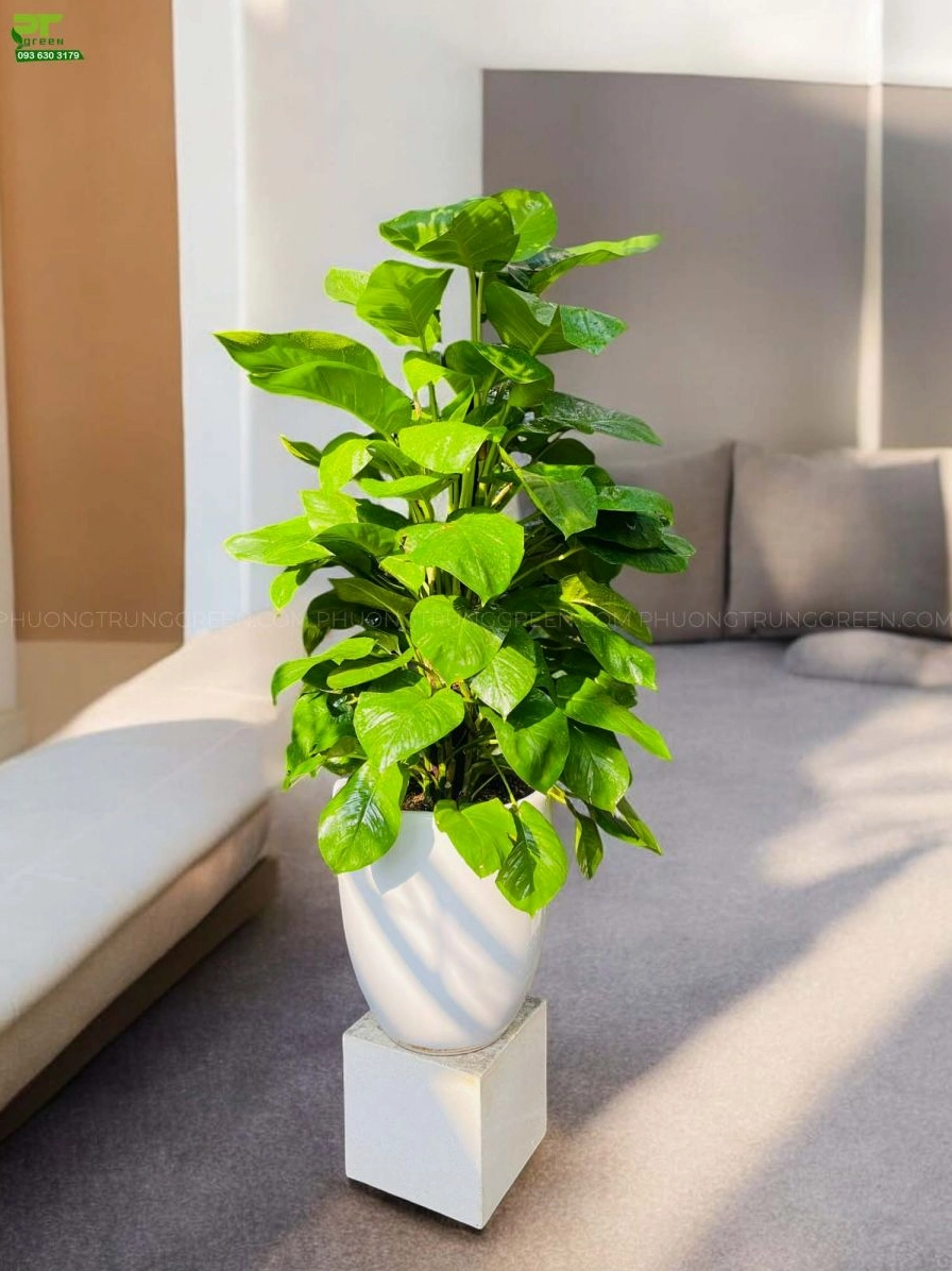Trầu bà cột chậu sứ trắng có lá xanh bóng leo đều quanh cột