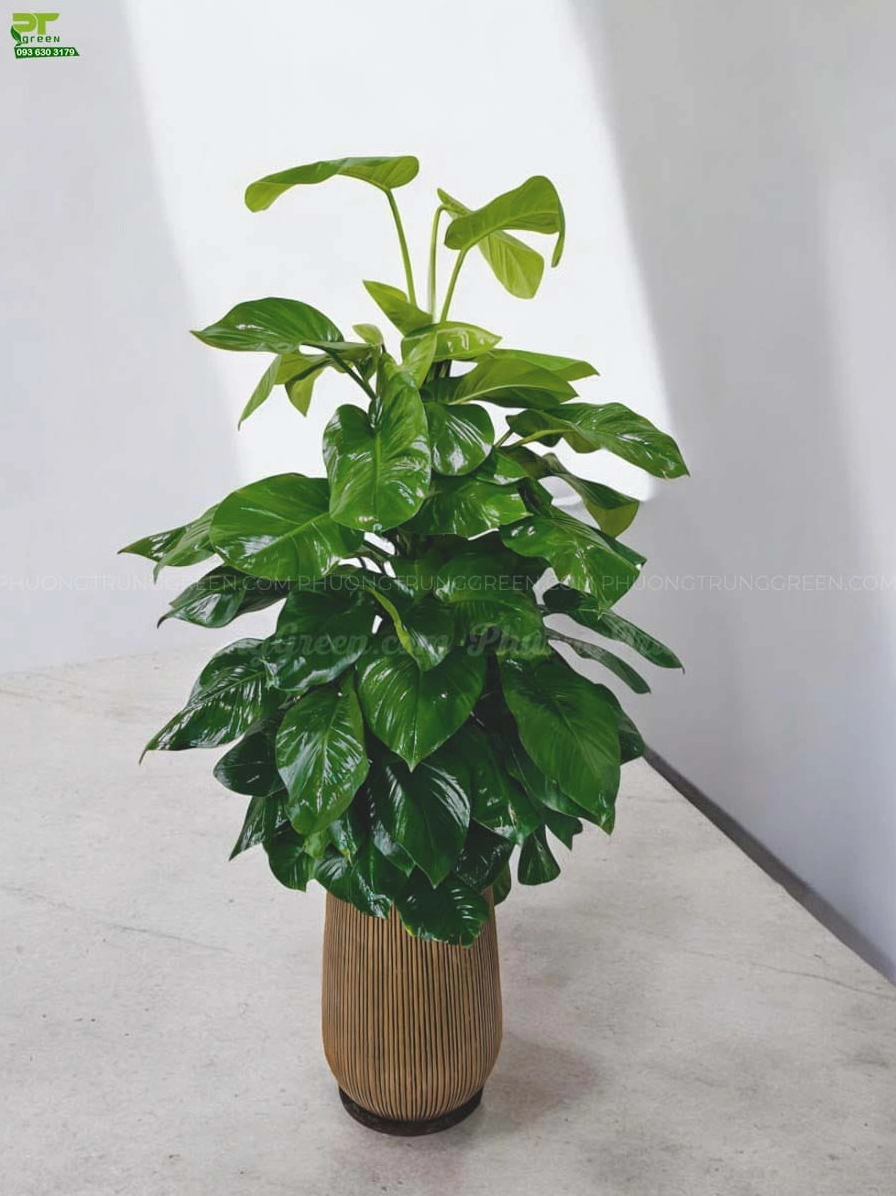 Trầu bà cột chậu xi măng nhẹ với dáng cây chắc khỏe và sắc lá xanh đậm