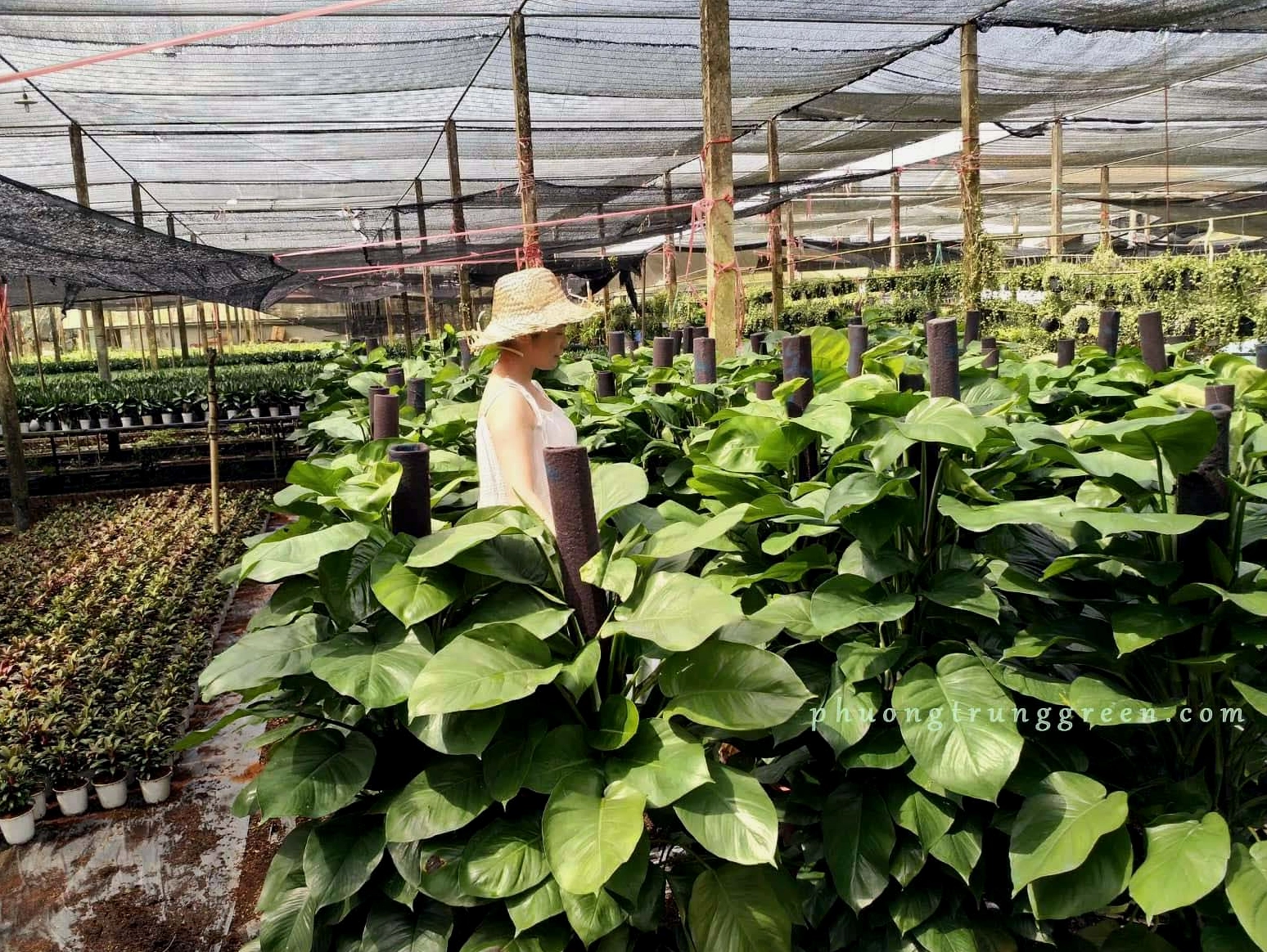 Trầu bà cột tại vườn cây Phương Trung Green với nhiều tầng lá xanh tươi