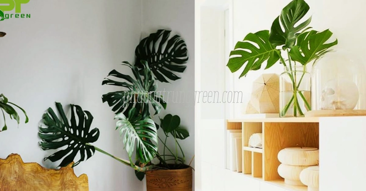 Trầu Bà Nam Mỹ được trưng bày để làm đẹp không gian và tạo cảm giác xanh mát