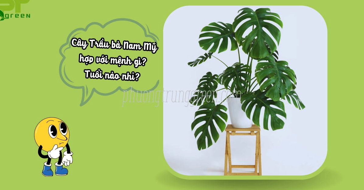 Trầu Bà Nam Mỹ Lá Xẻ được gợi nhắc trong ý nghĩa hợp mệnh và hợp tuổi phong thủy