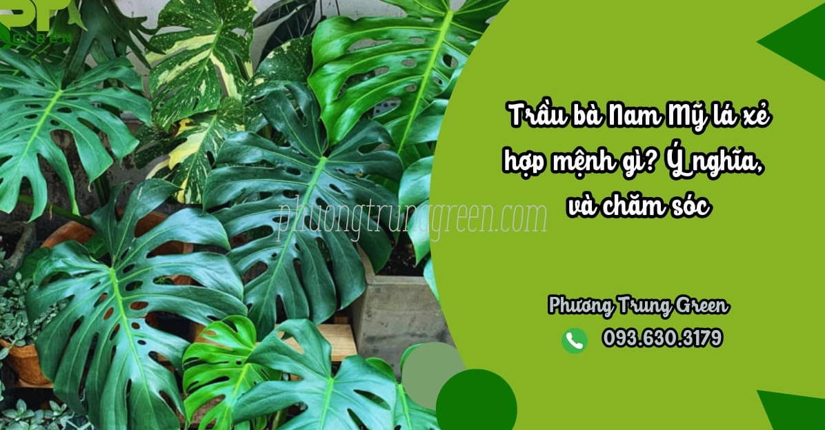 Trầu Bà Nam Mỹ lá xẻ Monstera với phiến lá xanh có đường rách tự nhiên