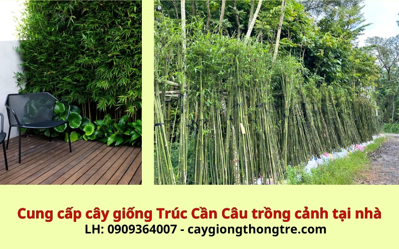 Tre trúc cảnh trong bộ sưu tập các loại cây nên trồng tại nhà
