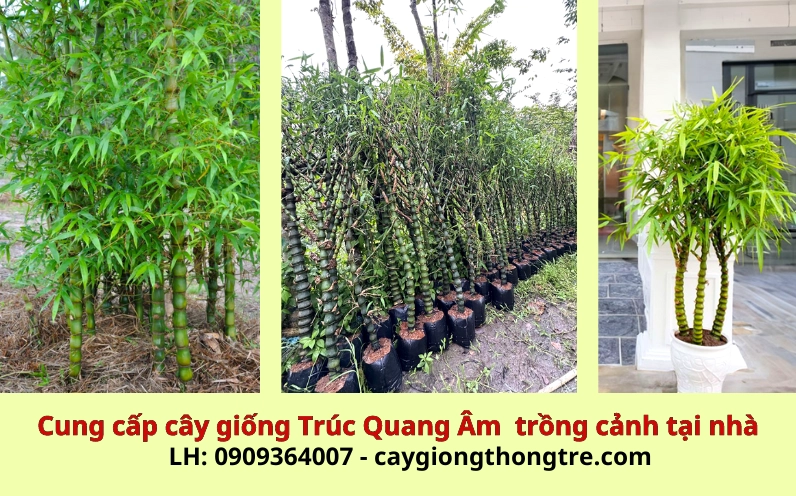 Tre trúc cảnh xanh mướt trong bộ ảnh các giống nên trồng cho không gian sống