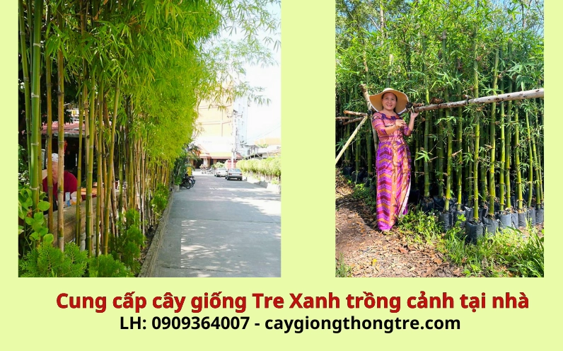 Tre trúc cảnh xanh tốt với tán lá mảnh tạo cảm giác thoáng đãng cho nhà ở