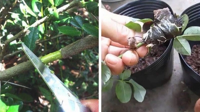 Trồng cây hạnh phúc bằng phương pháp chiết cành với thao tác nhân giống cây xanh