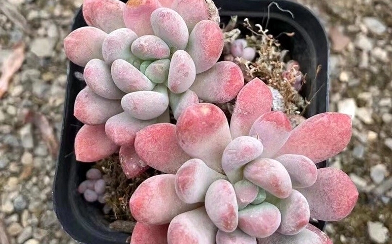 Trồng cây sen đá hồng trong chậu nhỏ, lá mọng nước xếp thành cụm xanh hồng duyên dáng