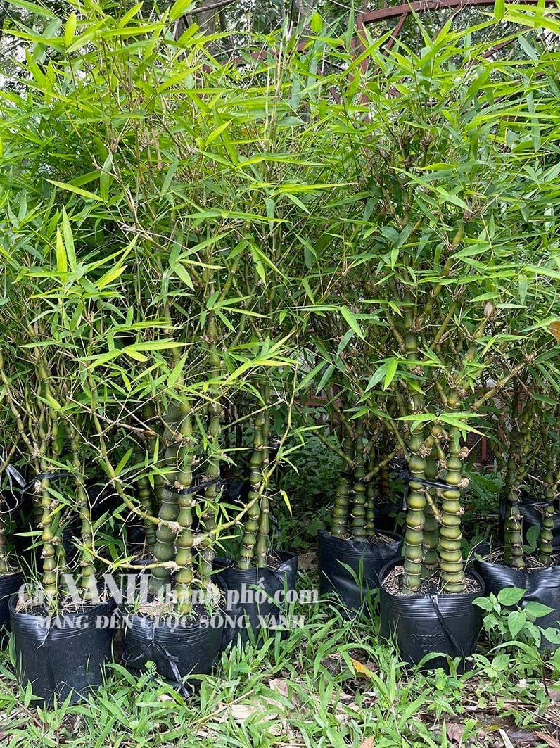 Trúc đùi ếch với thân phình đặc trưng và màu xanh khỏe nổi bật giữa nền ảnh sáng