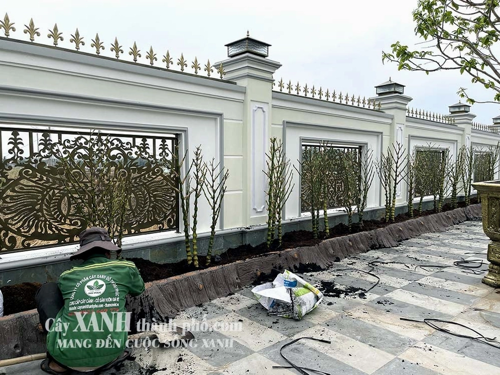 Trúc Phật Bà với thân đốt đặc sắc và sắc lá xanh đậm tạo điểm nhấn nổi bật trong khung ảnh