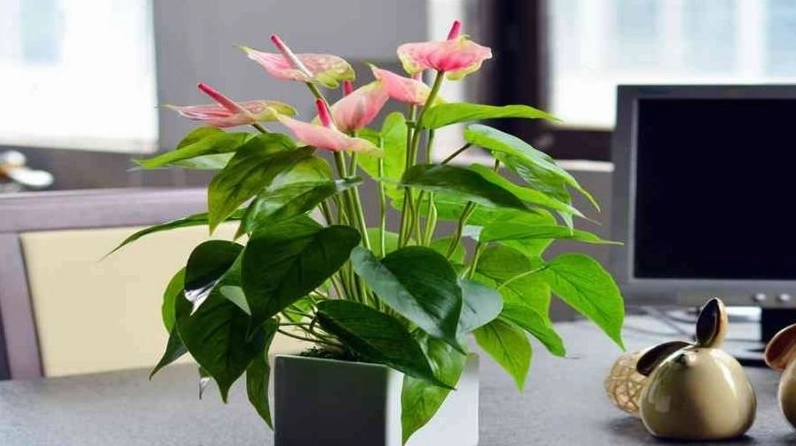 Trung Hồng Môn có kích thước vừa phải với tán lá xanh và hoa đỏ hài hòa