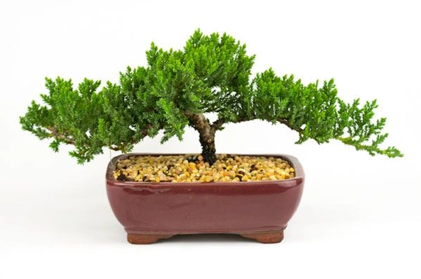 Tùng kim bonsai đẹp với dáng thế nghệ thuật, cành tỏa lớp và thân cây giàu chiều sâu