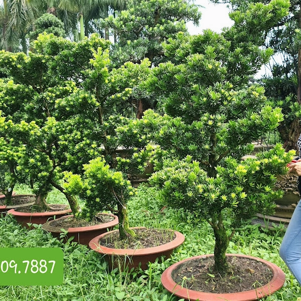 Tùng kim cương mang dáng vẻ khỏe khoắn, lá xanh mịn và hợp làm điểm nhấn cho khu vườn sáng