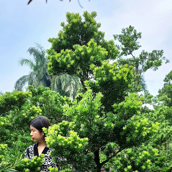 Tùng kim cương trang trí sân vườn với tán cây dày, sắc xanh nổi bật giữa không gian ngoại thất