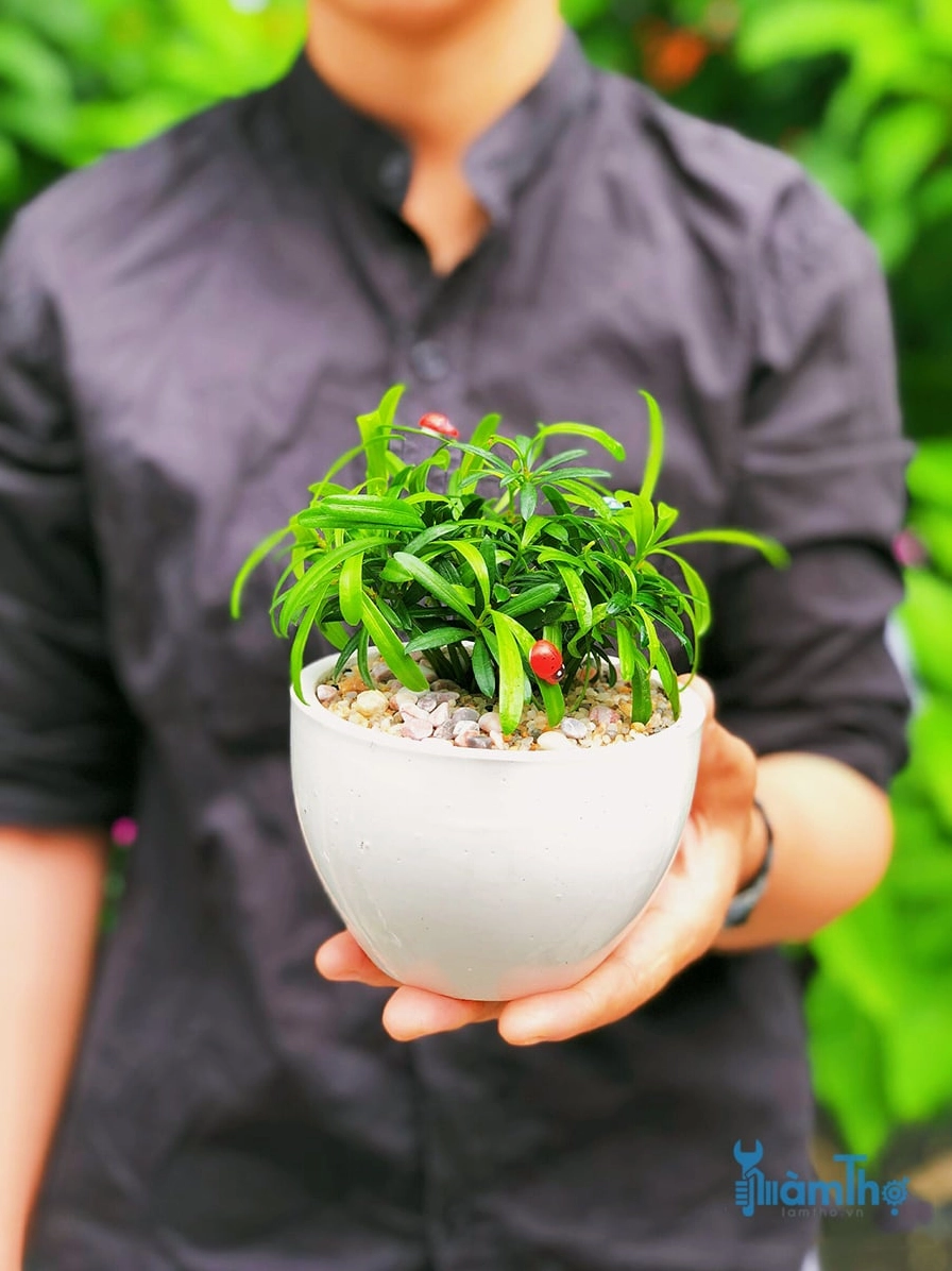 Tùng La Hán mini được chăm sóc trong chậu để bàn với dáng cây gọn và tán lá cân đối