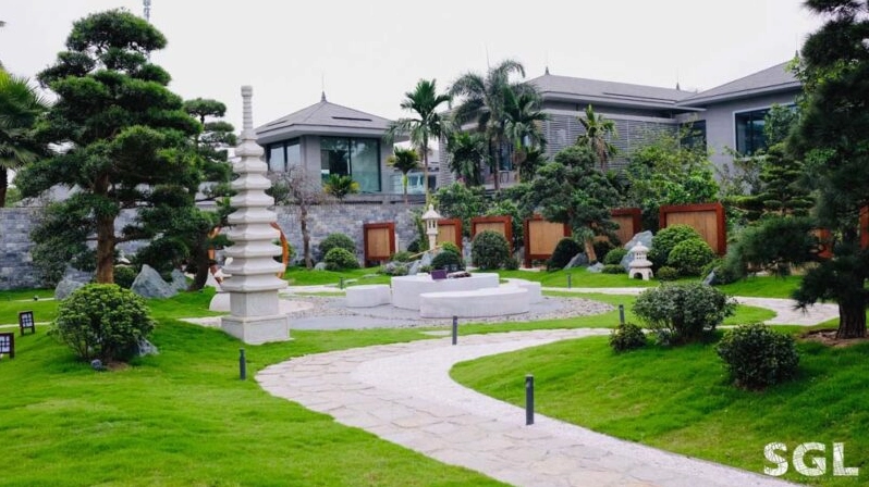 Tùng la hán trong khu vườn Nhật Bản xanh trầm biểu trưng cho trường tồn may mắn và bình an