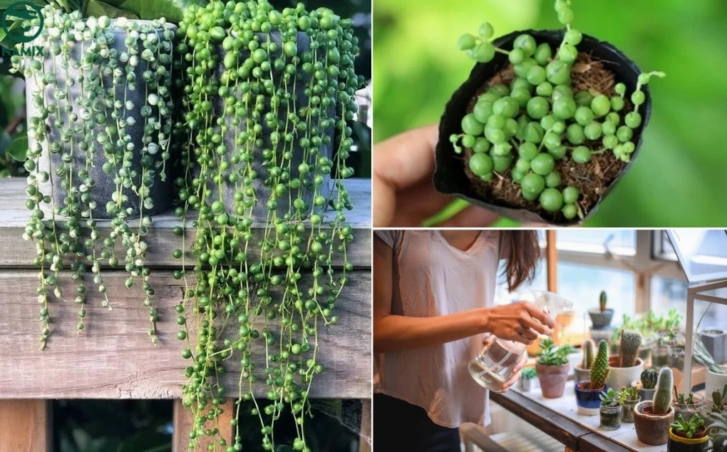 Tưới nước cho cây trồng đúng lượng để Sen Đá Cỏ Ngọc không bị úng rễ