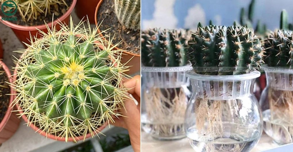 Tưới nước cho xương rồng đúng cách để cây Xương Rồng Kim Hổ không bị úng