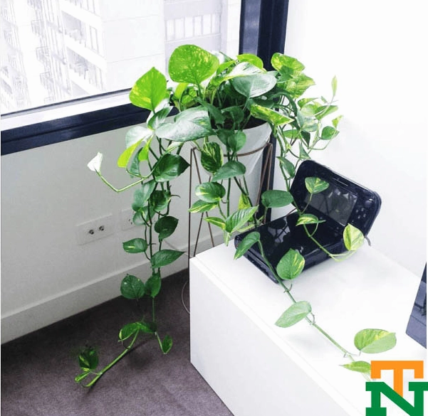 Vạn Niên Thanh leo xanh tốt với dáng lá mềm và thông tin về hoa hiếm khi xuất hiện trong điều kiện trồng nội thất