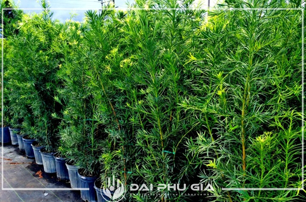 Vạn Niên Tùng ngoài trời với tán lá xanh đậm và thế cây cân đối dưới ánh sáng tự nhiên