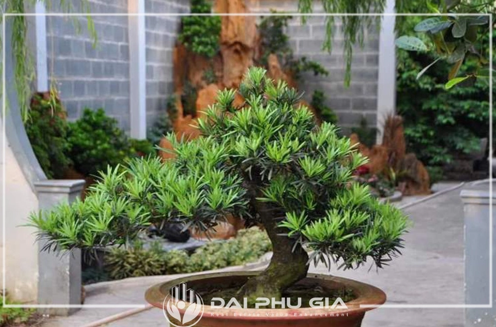 Vạn Niên Tùng xanh đậm với thân cứng cáp và tán lá tự nhiên trong bối cảnh sân vườn