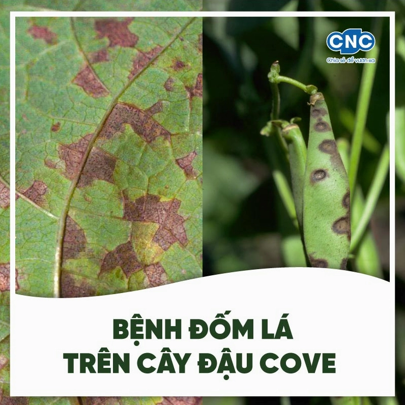 Vết bệnh đốm lá trên đậu cove với dấu hiệu khô và lan rộng trên phiến lá