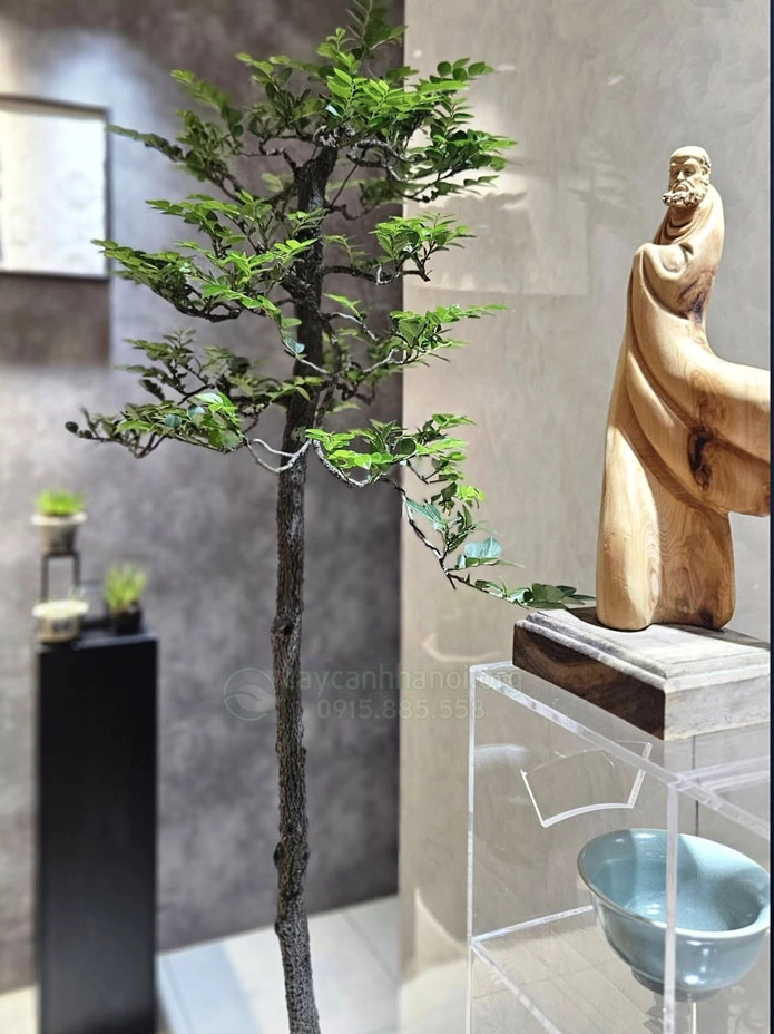 Vị trí đặt bonsai Cây Tùng Đen đẹp trong không gian sống tạo cảm giác cân bằng và sang trọng
