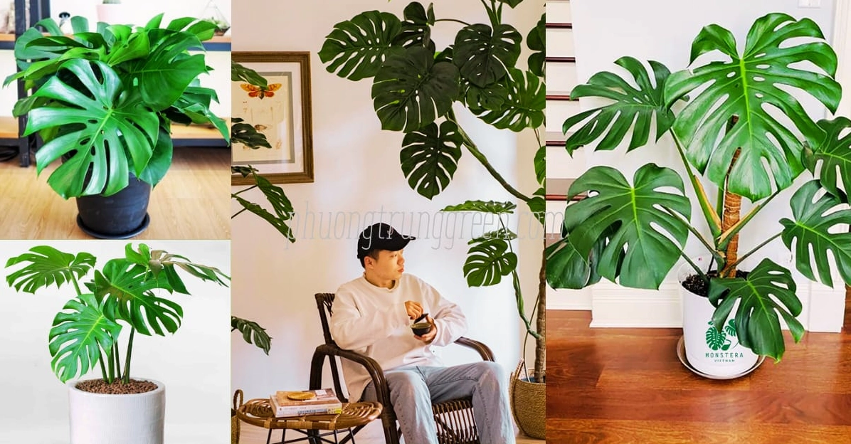 Vị trí thích hợp đặt Trầu Bà Nam Mỹ trong nhà với ánh sáng dịu và không gian thoáng