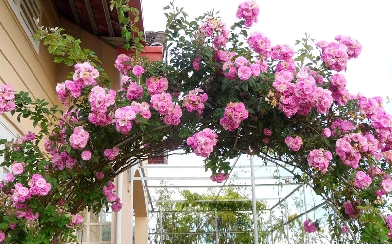 Vị trí trồng hoa hồng leo thoáng sáng giúp cây nhận đủ nắng và phát triển khỏe mạnh