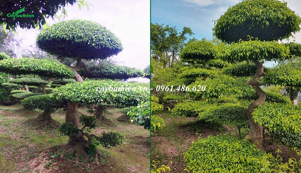 Vườn bonsai Sanh Nam Điền đã tạo dáng và tạo tán đẹp mắt dưới ánh sáng tự nhiên