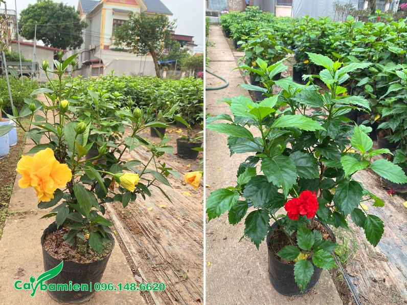 Vườn cây giống Dâm Bụt bắt đầu ra hoa với những chồi non và sắc nở đầu mùa đầy sức sống