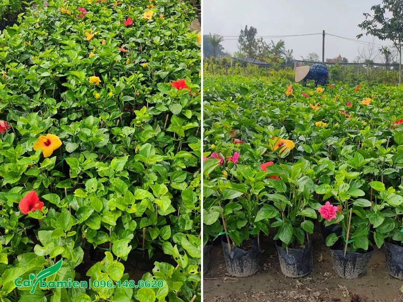 Vườn cây giống Dâm Bụt cánh đơn nở hoa màu đỏ hồng và vàng đa sắc trong khu ươm