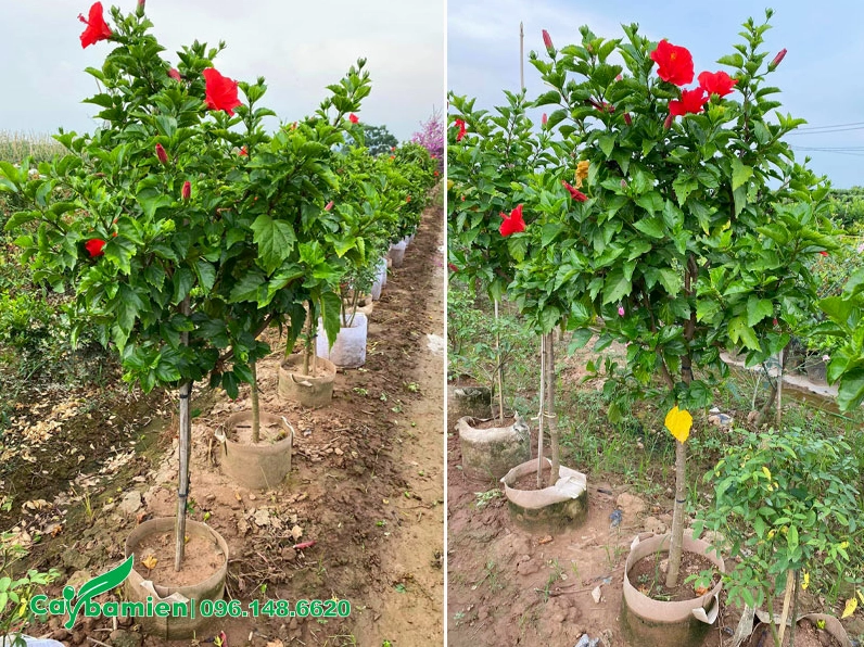 Vườn cây hoa Dâm Bụt đỏ được trồng và nuôi dưỡng từ nhỏ trong bầu rất ngay ngắn và khỏe khoắn