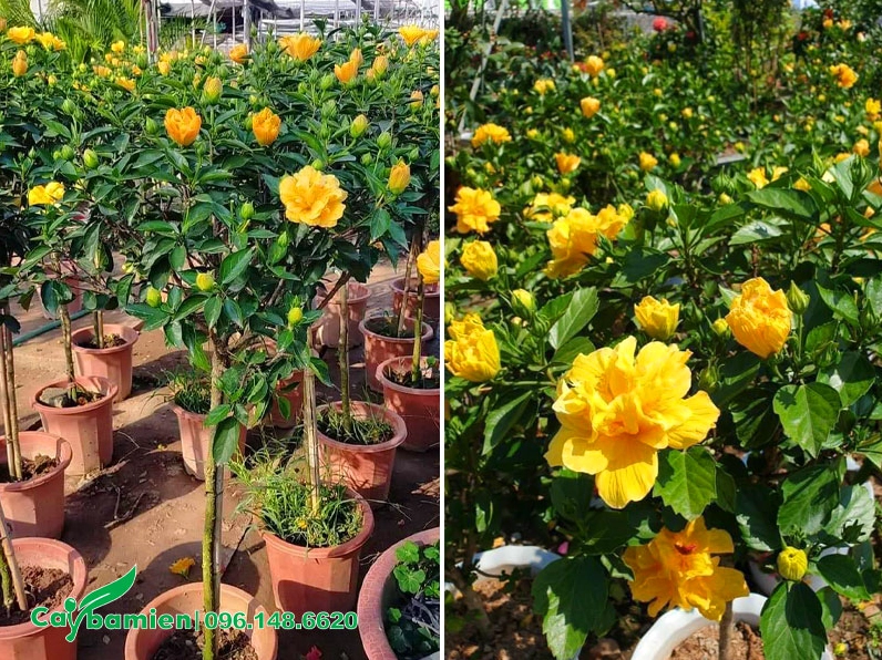 Vườn cây hoa Dâm Bụt vàng trồng chậu đẹp đồng đều và sạch tán trong khu chăm sóc